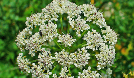 Oenanthe crocata